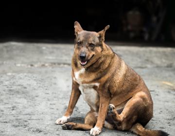 obésité chien