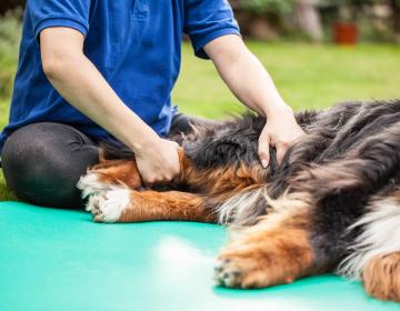 osthéopathie chien 