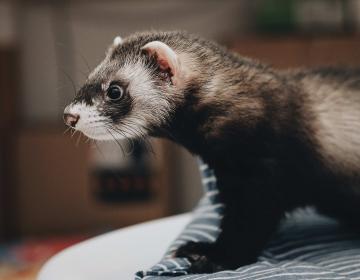 Furet pattes