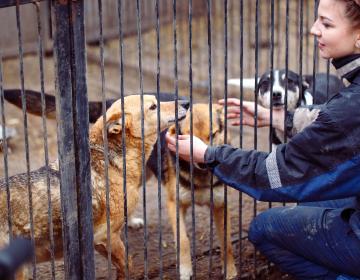 adoption_et _confinement_spa_coronavirus