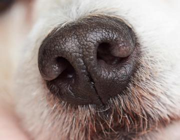 odorat_chien_cancer