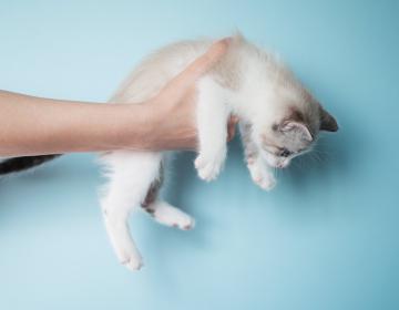 vendre animaux
