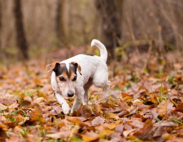 Chien automne