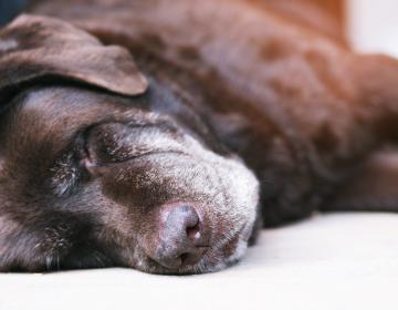 Enterrement ou incinération chien