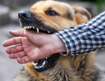 risque agressions canines