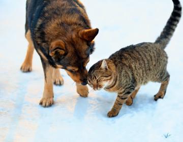 chien chat froid