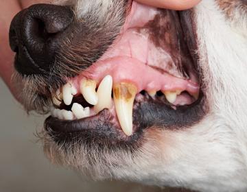 Hygiene bucco-dentaire chiens chats