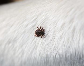 Tique sur chien
