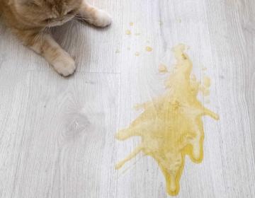empoisonnement chat