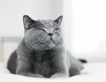 Chat Chien Furet Perdu Ou Trouve Nos Conseils Filalapat Chat Chien Furet Perdu Ou Trouve Nos Conseils Filalapat
