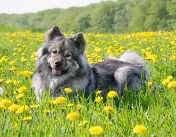 chien chat printemps