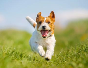 Bonheur animal bien-être chat chien heureux