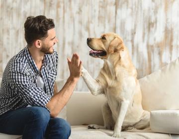 chien chat animal covid-19 soutien