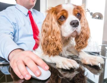 bienfaits chien travail