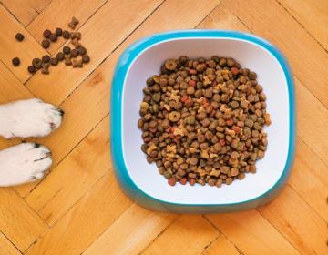 insectes croquettes alimentation chien chat