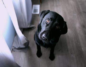 communication animale chien chat signaux