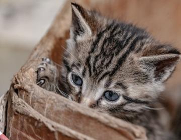 Voyage, règles, chien, chat, vacances