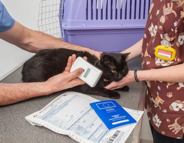 Identification, animal, chien, chat, raison, pourquoi, avantage