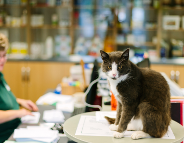chien, chat, identification perte