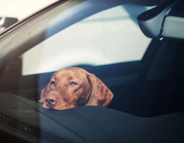 Chien enfermé dans une voiture