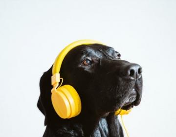 chien qui écoute de la musique
