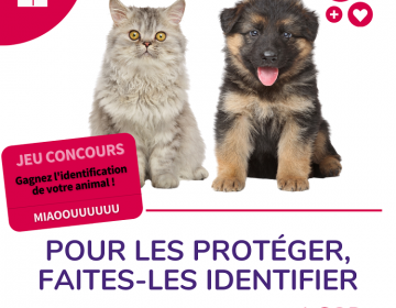 Jeu, concours, instagram, identification, chien, chat