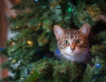 chat sapin Noël