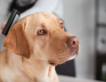 hygiène et soins chien chat