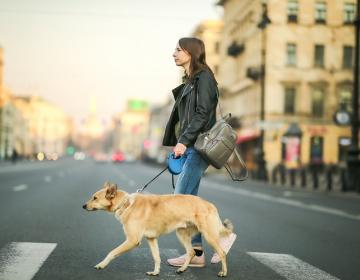 Jeune urbain chien