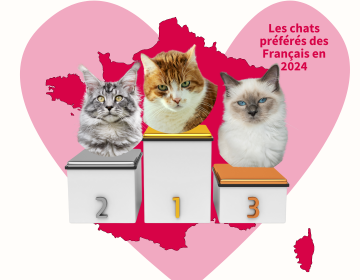 Top 3 des chats préférés des Français en 2024